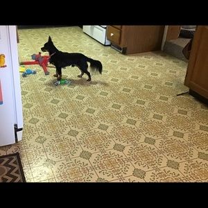 I Got A New Dog .. this is Petey